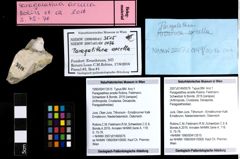 Foto (Objekt + Etiketten) von Paragalathea arcella (Robins, Feldmann, Schweitzer & Bonde, 2016) 